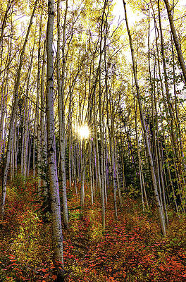 Birches