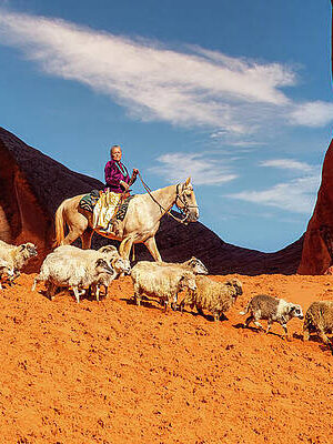 Bringing down the sheep