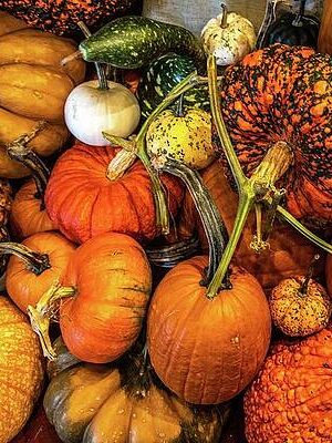 Gourds in Vermont