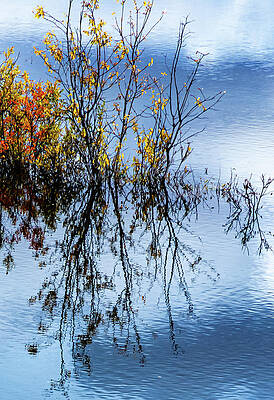 Water grasses