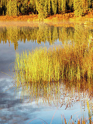 Yellow Grasses In Pond